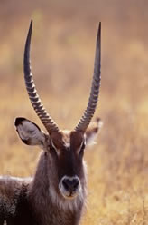 antelope